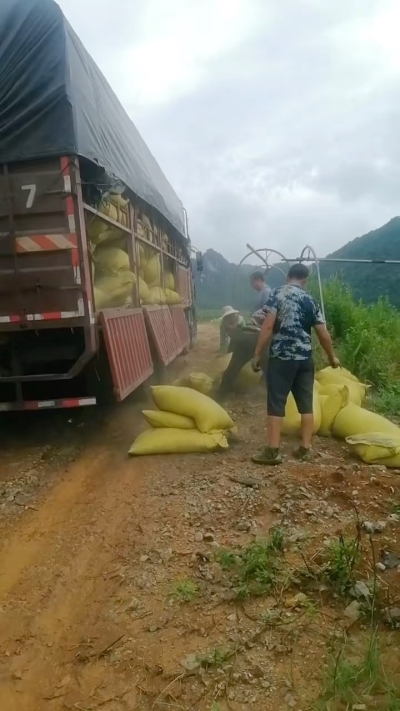 种植前先撒草木灰犁地，调节土壤，增加土壤肥力
#农业种植