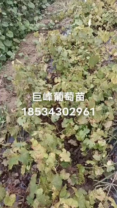 出售早熟巨峰葡萄苗。药用连翘苗，科研五号优质种苗，2/5年苗，药用连翘树，挂果树，全国包邮到家！财富密码18534302961