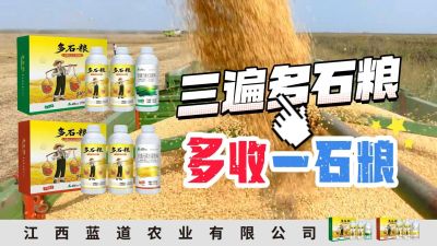 冬季种植，油菜，小麦，草莓等作物的，出现了除草剂药害，黄叶，僵苗，苗不长等问题，马上用多石粮，确保5天见到效果。