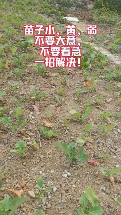 油菜苗子弱苗子小，就用多石粮，5天见效果。