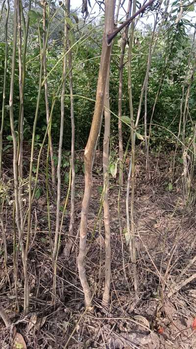 出售臭椿苗，巨峰葡萄苗。药用连翘苗，科研五号优质种苗，2/5年苗，药用连翘树，挂果树，全国包邮到家！财富密码18534302961