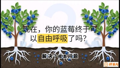 第3节：别把树&ldquo;憋死&rdquo;&mdash;&mdash;正确的定植与换盆手法,   课程：《蓝莓&ldquo;高产&rdquo;实战课：从选苗到丰收的10个关键点》