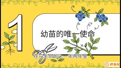 第6节：修剪决定产量（上）&mdash;&mdash;幼苗期与生长期修剪， 课程：《蓝莓&ldquo;高产&rdquo;实战课：从选苗到丰收的10个关键点》