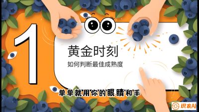 第10节：完美的&ldquo;果粉&rdquo;&mdash;&mdash;采摘时机与保鲜， 课程：《蓝莓&ldquo;高产&rdquo;实战课：从选苗到丰收的10个关键点》