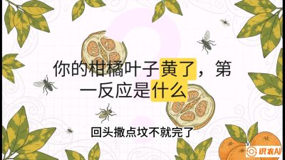 第一节：保命生死线&mdash;&mdash;黄龙病与木虱，课程：《柑橘十大病虫害：从入门到精通》