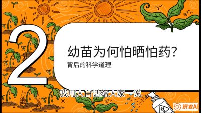 第02节：幼树管理&mdash;&mdash;&ldquo;防晒又防草，树势起得早&rdquo;，课程：《槟榔种植：从不懂到精通的10堂必修课》