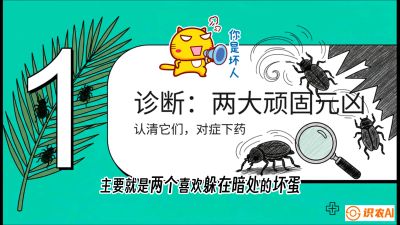 第06节：顽固虫害防治&mdash;&mdash;&ldquo;钻心虫与红蜘蛛，打准时间才服输&rdquo;《槟榔种植：从不懂到精通的10堂必修课》
