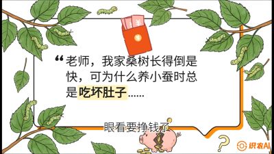 第01节：不仅仅是树&mdash;&mdash;顶级品种选配策略，课程：《桑海淘金：桑树高产与蚕桑安全进阶实战课》
