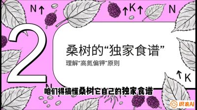 第04节：地下核动力&mdash;&mdash;桑树专用水肥一体化配方，课程：《桑海淘金：桑树高产与蚕桑安全进阶实战课》