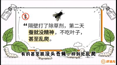 第05节：养蚕人的&ldquo;排雷战&rdquo;&mdash;&mdash;除草剂的生死禁忌，课程：《桑海淘金：桑树高产与蚕桑安全进阶实战课》