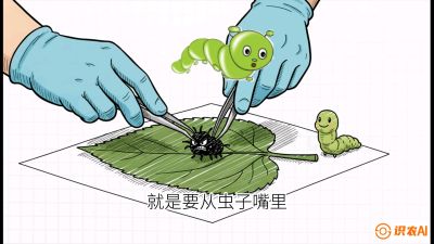 第07节：虫口夺叶（下）&mdash;&mdash;不得不打药时的&ldquo;解毒术&rdquo;，课程：《桑海淘金：桑树高产与蚕桑安全进阶实战课》