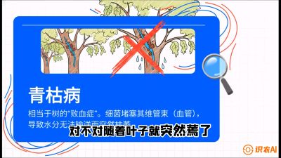 第08节：看不见的杀手&mdash;&mdash;青枯病与萎缩病，课程：《桑海淘金：桑树高产与蚕桑安全进阶实战课》
