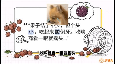 第10节：甜蜜的科学&mdash;&mdash;膨大、增甜与转色，课程：《桑海淘金：桑树高产与蚕桑安全进阶实战课》
