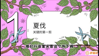 第11节：叶果双收&mdash;&mdash;特殊的夏伐与冬伐，课程：《桑海淘金：桑树高产与蚕桑安全进阶实战课》