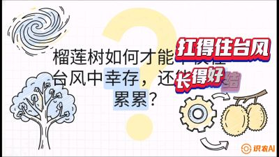 第四节：中国榴莲突围战：为生存重塑权型，抗台风矮化栽培与力学牵引，课程：《国产榴莲突围战：从泰国经验到中国实操的8堂必修课（高阶实战版）》
