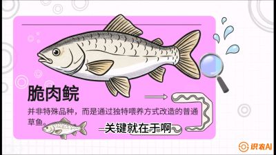 第六节：【老品升级&middot;脆肉鲩】如何让草鱼身价翻倍？，课程：《黄金鳞甲：2025中国淡水鱼高效养殖实战营》