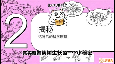 第04节（修剪篇）：树势复活术：从&ldquo;越剪越弱&rdquo;到&ldquo;枝繁叶茂&rdquo;的能量管理与夏秋茶逆袭，课程：《茶金时代：从&ldquo;看天吃饭&rdquo;到&ldquo;精准控局&rdquo;的茶叶高产提质实战课》
