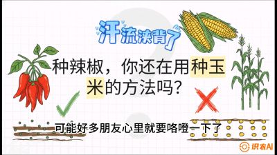 第1节：【品种定江山】工业辣椒vs小米辣：底肥公式与密度陷阱的&ldquo;百万生意经&rdquo;，课程：《辣椒种植实战特训营，从工业辣椒到精品小米辣，教你如何把&ldquo;草&rdquo;种成&ldquo;金&rdquo;》