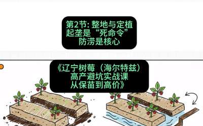 第二节： 整地与定植&mdash;&mdash;起垄是&ldquo;死命令&rdquo;，防涝是核心，课程：《辽宁树莓（海尔特兹）高产避坑实战课：从保苗到高价》