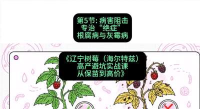 第五节： 病害阻击&mdash;&mdash;专治&ldquo;绝症&rdquo;根腐病与灰霉病，课程：《辽宁树莓（海尔特兹）高产避坑实战课：从保苗到高价》