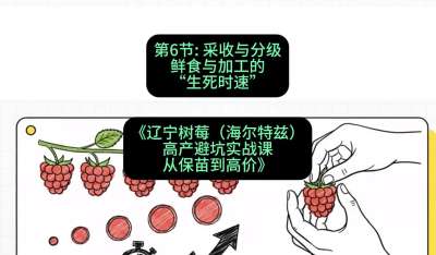 第六节： 采收与分级&mdash;&mdash;鲜食与加工的&ldquo;生死时速&rdquo;，课程：《辽宁树莓（海尔特兹）高产避坑实战课：从保苗到高价》