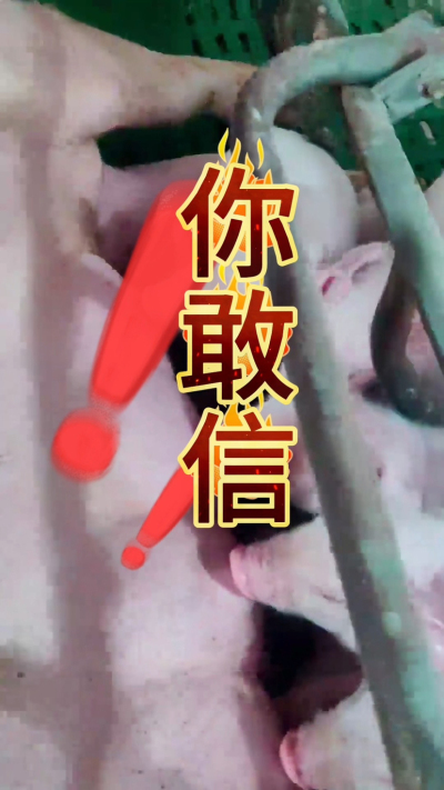 小猪抢不到奶，干瘦不长肉？成活率总上不去？😭
自从用上南商农科这款仔猪补奶机，再也没这烦恼！
✅ 一键设置下料参数，新手也能上手
✅ 恒温补奶，小猪抢着喝，长势超均匀
从车间精工组装到猪场落地使用，每