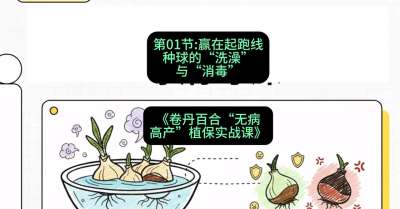 第01节：赢在起跑线&mdash;&mdash;种球的&ldquo;洗澡&rdquo;与&ldquo;消毒&rdquo;，课程：《卷丹百合&ldquo;无病高产&rdquo;植保实战课》#识农AI