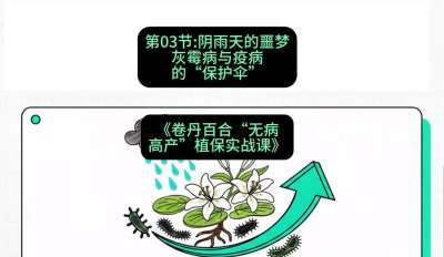 第03节：阴雨天的噩梦&mdash;&mdash;灰霉病与疫病的&ldquo;保护伞&rdquo;，课程：《卷丹百合&ldquo;无病高产&rdquo;植保实战课》#识农AI
