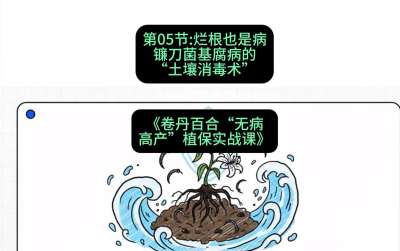 第05节：烂根也是病&mdash;&mdash;镰刀菌基腐病的&ldquo;土壤消毒术&rdquo; ，课程：《卷丹百合&ldquo;无病高产&rdquo;植保实战课》#识农AI