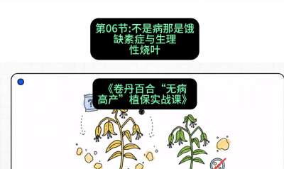 第06节：不是病那是饿&mdash;&mdash;缺素症与生理性烧叶 ，课程：《卷丹百合&ldquo;无病高产&rdquo;植保实战课》#识农AI