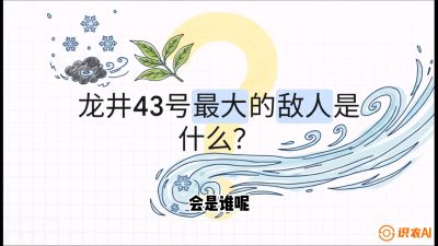 第04节：龙井双璧&mdash;&mdash;龙井43与群体种的差异化护养（重点），课程：《茗茶卫士&mdash;&mdash;茶叶病虫害绿色防控实战课》#识农AI