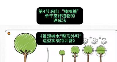 第04节：网红&ldquo;棒棒糖&rdquo;&mdash;&mdash;单干高杆植物的速成法，课程：《景观树木&ldquo;整形外科&rdquo;造型实战特训营》#识农AI