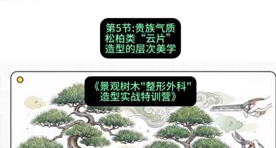 第05节：贵族气质&mdash;&mdash;松柏类&ldquo;云片&rdquo;造型的层次美学，课程：《景观树木&ldquo;整形外科&rdquo;造型实战特训营》#识农AI