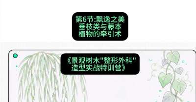 第06节：飘逸之美&mdash;&mdash;垂枝类与藤本植物的牵引术，课程：《景观树木&ldquo;整形外科&rdquo;造型实战特训营》#识农AI