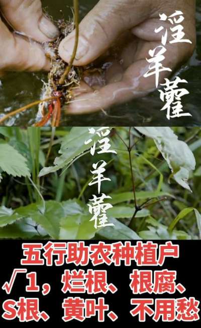 177，1907，0725，V 同号
1  老乡们！种淫羊藿不用乱买肥，咱这款专用肥，针对淫羊藿习性配的，壮苗防烂根，采收多卖钱，用过都回头！
2  咱种淫羊藿图的就是省心高产！专用肥薄肥勤施，苗不烧