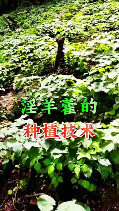 揭秘&ldquo;仙草&rdquo;淫羊藿的种植密码！耐严寒耐贫瘠，林下套种不占耕地，管理简单还能套种其他作物，一亩地的投入两亩地的收益～ 想返乡创业的赶紧码住！ #淫羊藿种植技术 #返乡创业项目 #药材种植指南 #农业新风