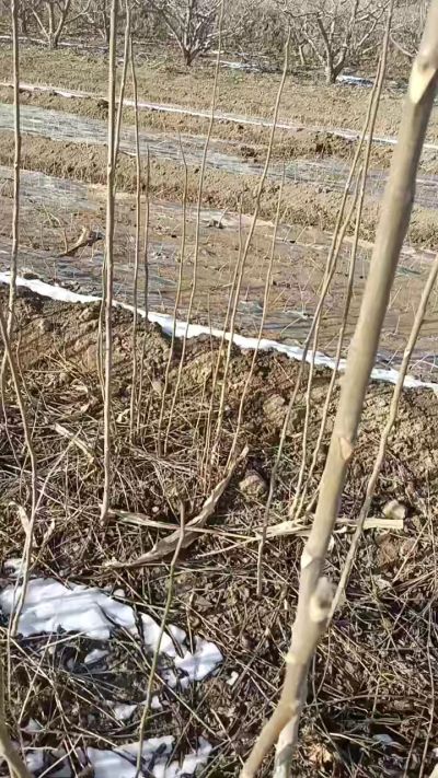 臭椿苗，一年苗，需要联系我，全国包邮到家。18534302961