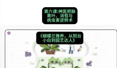 第六节：神医把脉：黄叶、消苞与病虫害逆转术，课程：《蝴蝶兰雅养六讲：从阳台小白到园艺达人》#识农AI