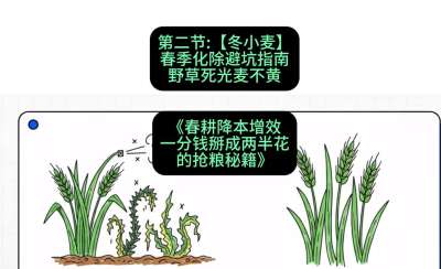 第二节：【冬小麦】春季化除避坑指南，野草死光麦不黄