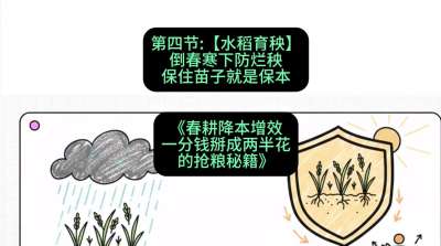 第四节：【水稻育秧】倒春寒下防烂秧，保住苗子就是保本