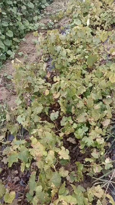 出售巨峰葡萄苗。药用连翘苗，科研五号优质种苗，2/5年苗，药用连翘树，挂果树，全国包邮到家！财富密码18534302961