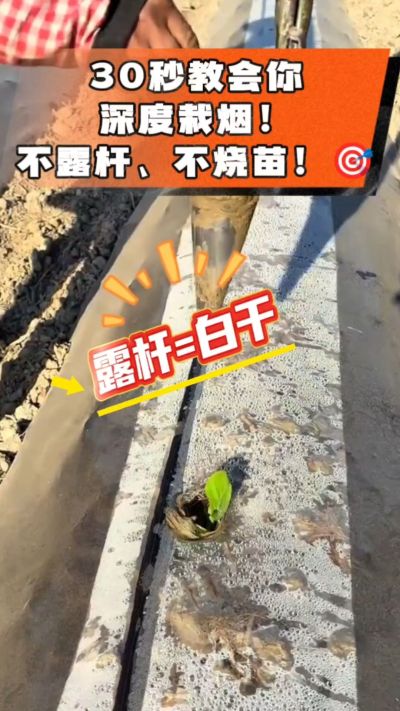 这个栽法太关键了！深栽是烤烟成活的根本，亲测有效！