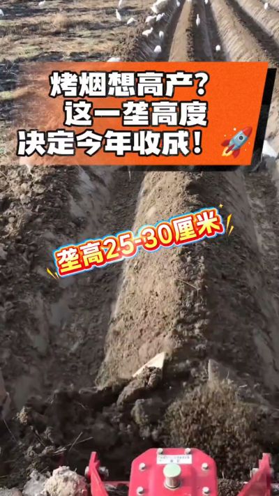 想让烤烟高产，就得从细节抓起。分享一点实打实的干货，只为帮大家少走弯路，种出好烟叶！🌱👍