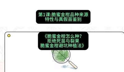 第1节：脆蜜金柑品种来源、特性与真假苗鉴别，课程：《脆蜜金柑怎么种？拒绝死苗与裂果，脆蜜金柑8步避坑种植法》#识农AI