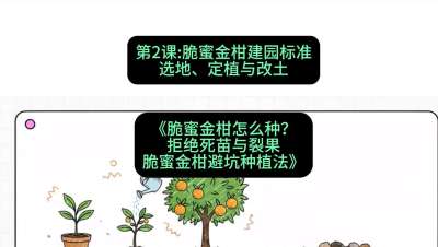 第2节：脆蜜金柑建园标准：选地、定植与改土，课程：《脆蜜金柑怎么种？拒绝死苗与裂果，脆蜜金柑8步避坑种植法》#识农AI
