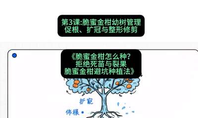 第3节：脆蜜金柑幼树管理：促根、扩冠与整形修剪，课程：《脆蜜金柑怎么种？拒绝死苗与裂果，脆蜜金柑8步避坑种植法》#识农AI