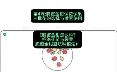 第4节：脆蜜金柑保花保果：三批花的选择与激素使用，课程：《脆蜜金柑怎么种？拒绝死苗与裂果，脆蜜金柑8步避坑种植法》#识农AI