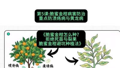 第5节：脆蜜金柑病害防治：重点防溃疡病与黄龙病，课程：《脆蜜金柑怎么种？拒绝死苗与裂果，脆蜜金柑8步避坑种植法》#识农AI