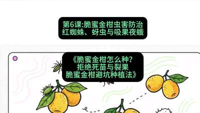 第6节：脆蜜金柑虫害防治：红蜘蛛、蚜虫与吸果夜蛾，课程：《脆蜜金柑怎么种？拒绝死苗与裂果，脆蜜金柑8步避坑种植法》#识农AI