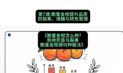 第7节：脆蜜金柑提升品质：防裂果、增糖与转色管理，课程：《脆蜜金柑怎么种？拒绝死苗与裂果，脆蜜金柑8步避坑种植法》#识农AI
